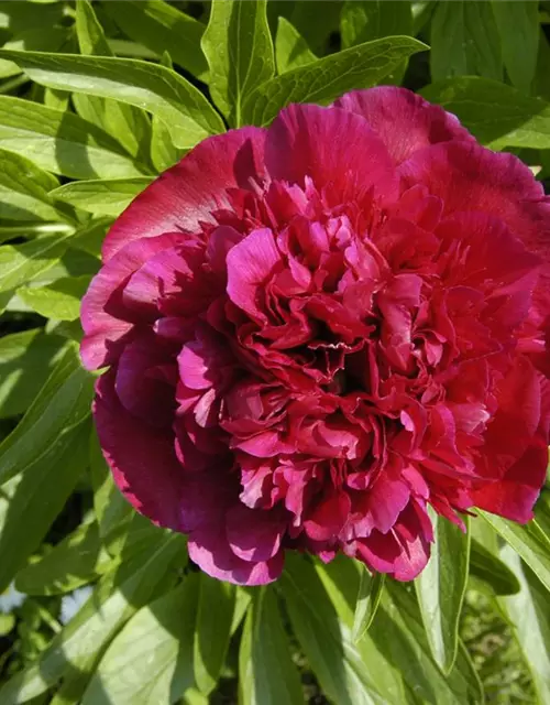 Paeonia lactiflora, rot