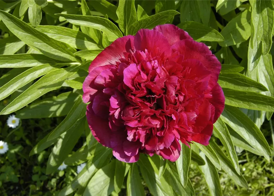 Paeonia lactiflora, rot