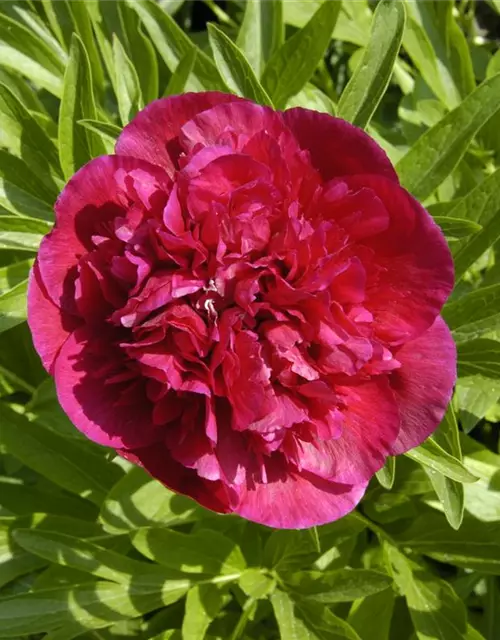 Paeonia lactiflora, rot