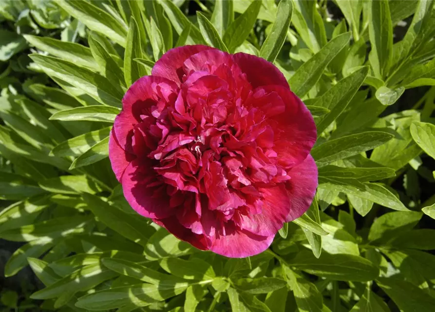 Paeonia lactiflora, rot