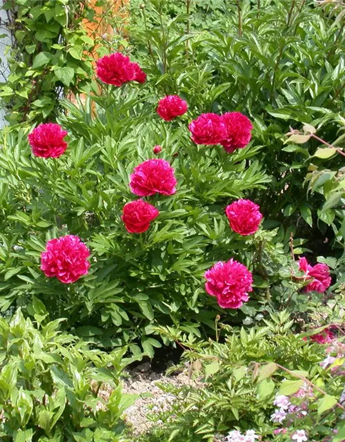 Paeonia lactiflora, rot