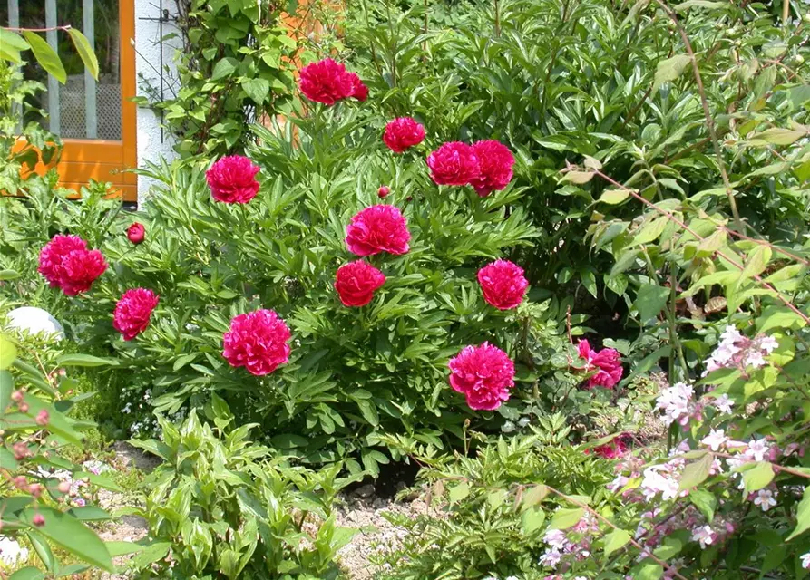 Paeonia lactiflora, rot