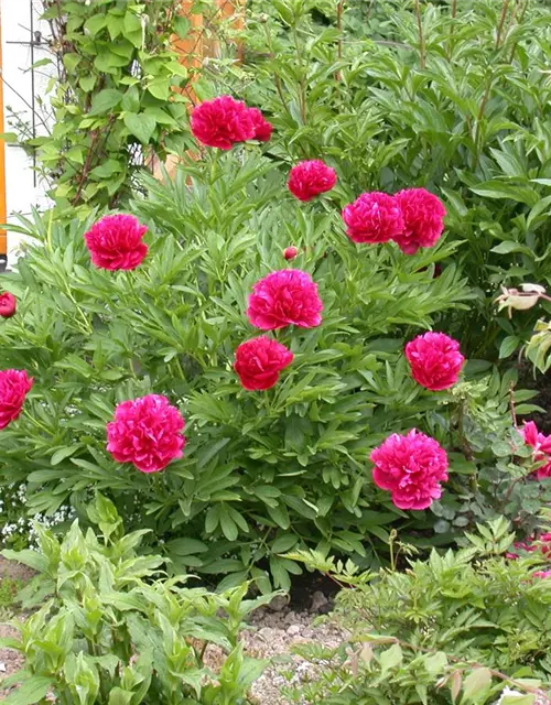 Paeonia lactiflora, rot