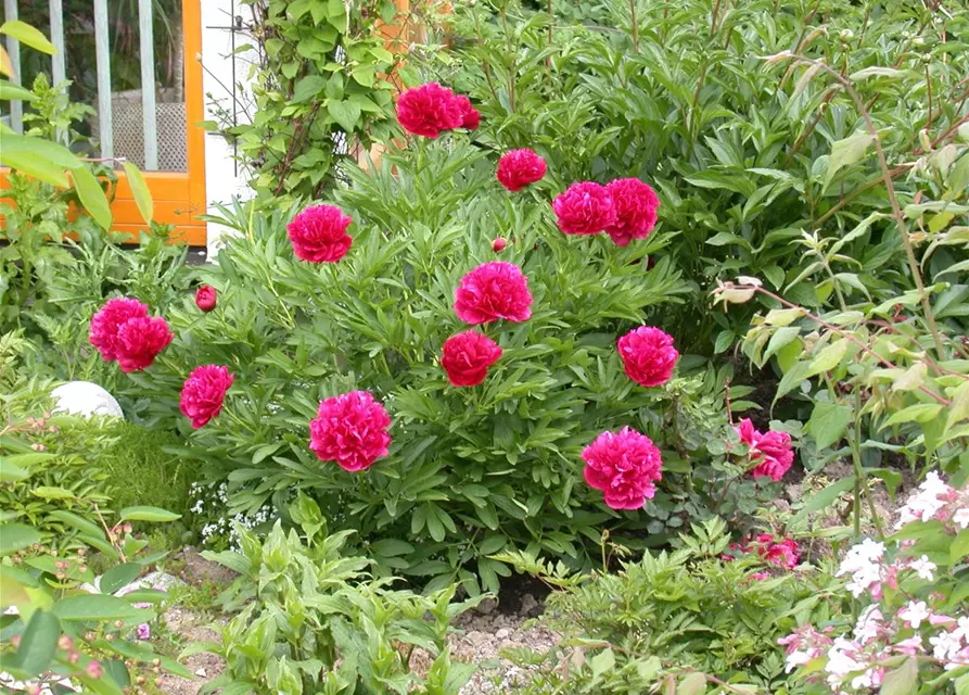 Paeonia lactiflora, rot