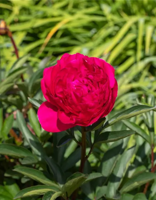 Paeonia lactiflora, rot