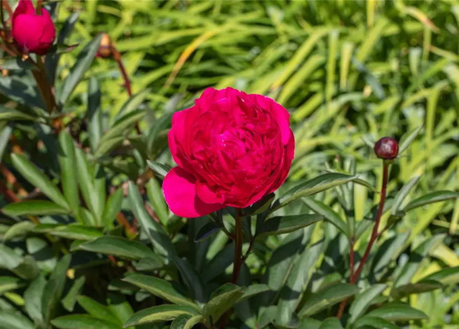 Paeonia lactiflora, rot