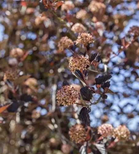 Physocarpus opulifolius