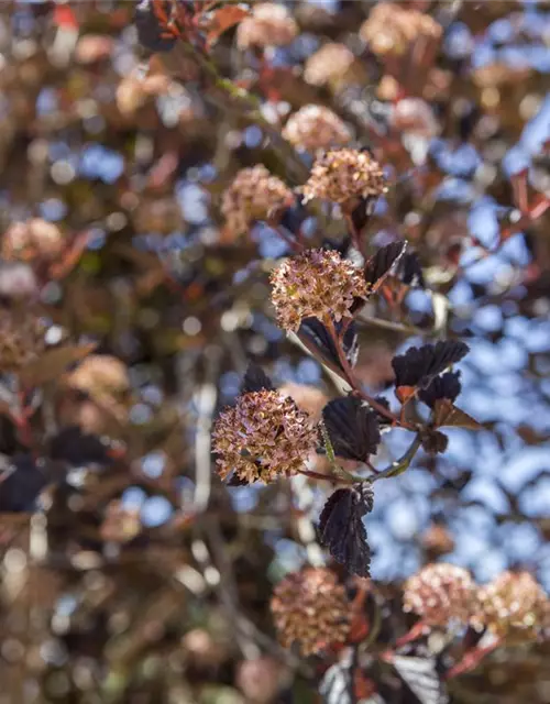 Physocarpus opulifolius 'Tiny Wine'®