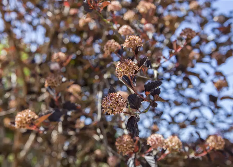 Physocarpus opulifolius 'Tiny Wine'®