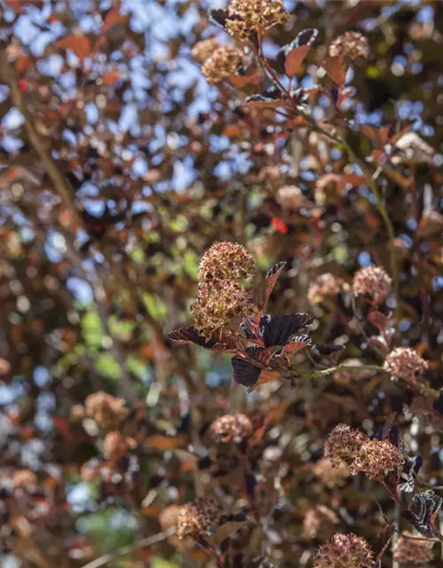 Physocarpus opulifolius