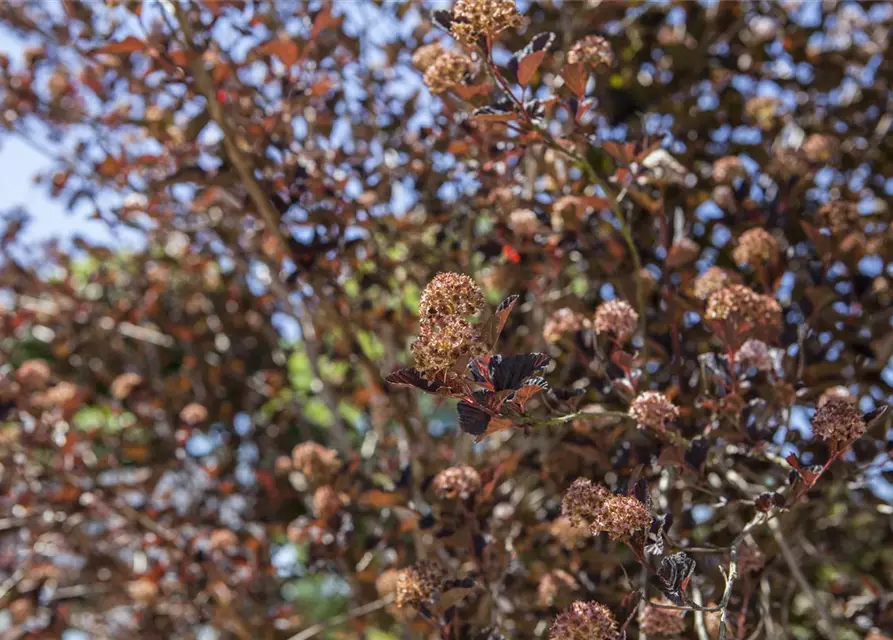 Physocarpus opulifolius