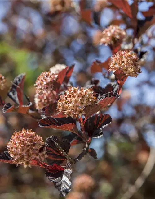 Physocarpus opulifolius