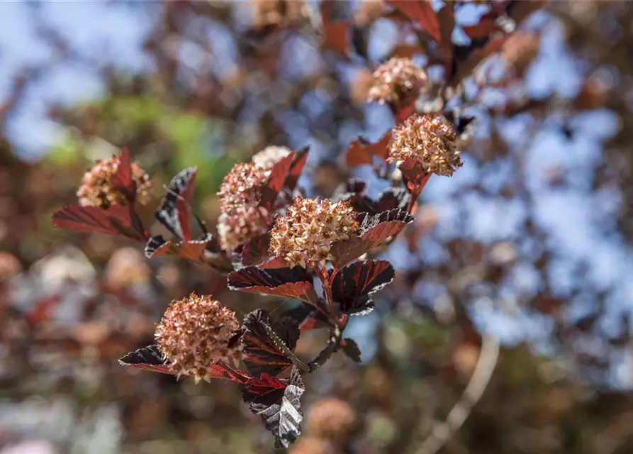 Physocarpus opulifolius