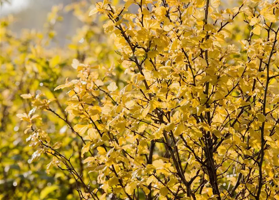 Physocarpus opulifolius