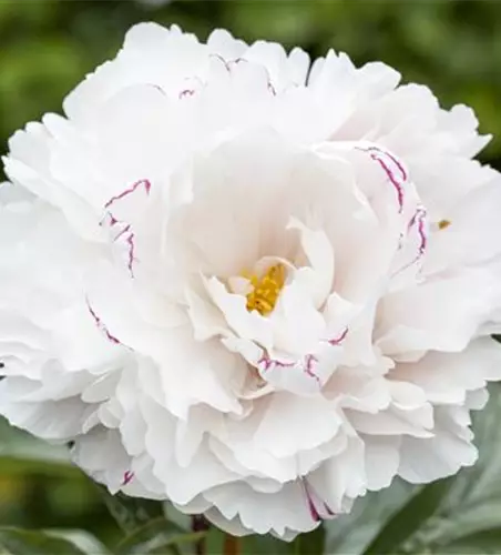 Paeonia lactiflora, weiß