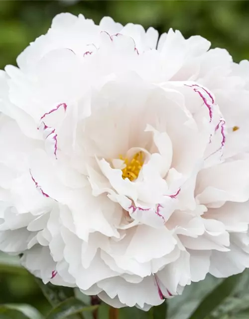 Paeonia lactiflora, weiß