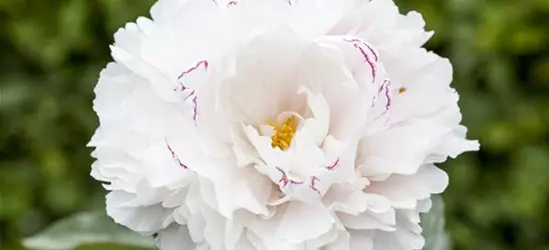 Paeonia lactiflora, weiß