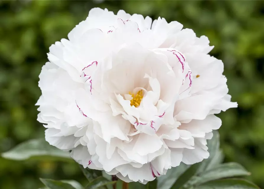 Paeonia lactiflora, weiß