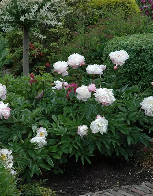 Paeonia lactiflora, weiß