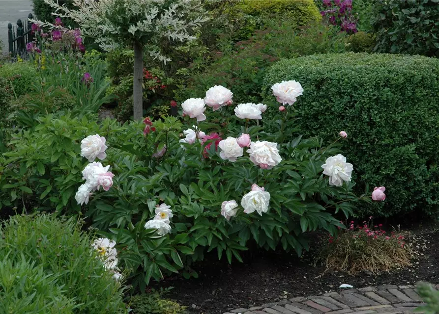 Paeonia lactiflora, weiß