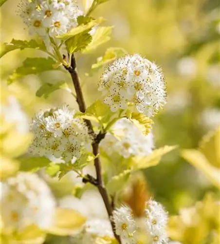 Physocarpus opulifolius 'Dart´s Gold'