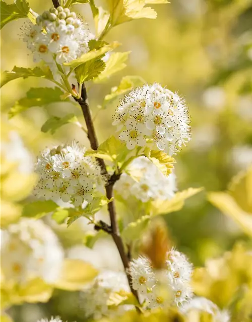 Physocarpus opulifolius 'Dart´s Gold'