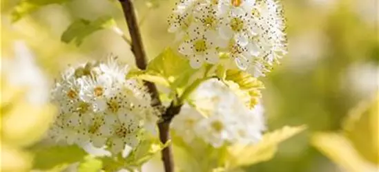 Physocarpus opulifolius 'Dart´s Gold'