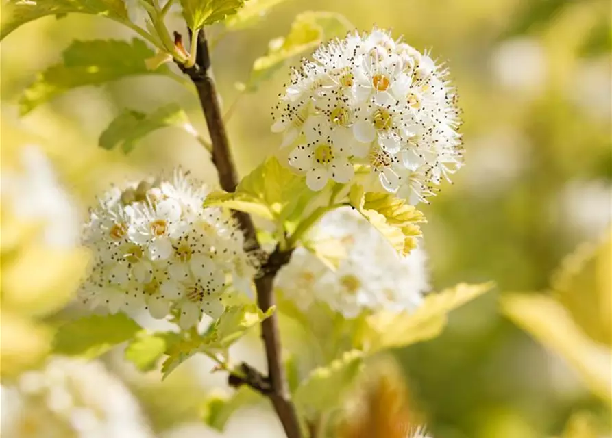 Physocarpus opulifolius 'Dart´s Gold'