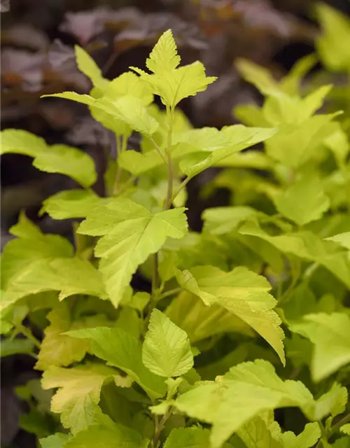 Physocarpus opulifolius 'Dart´s Gold'