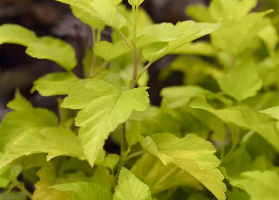 Physocarpus opulifolius 'Dart´s Gold'