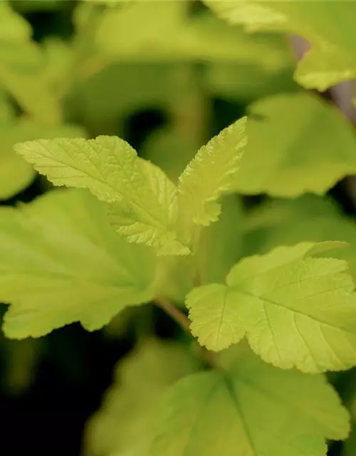 Physocarpus opulifolius 'Dart´s Gold'