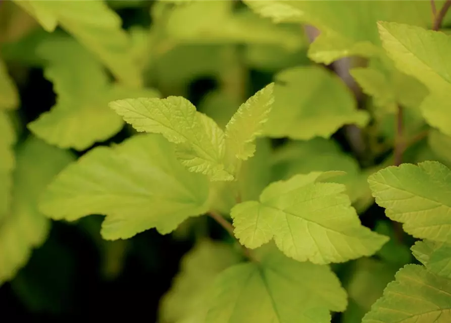 Physocarpus opulifolius 'Dart´s Gold'