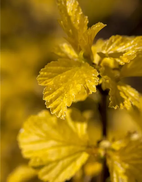 Physocarpus opulifolius 'Dart´s Gold'