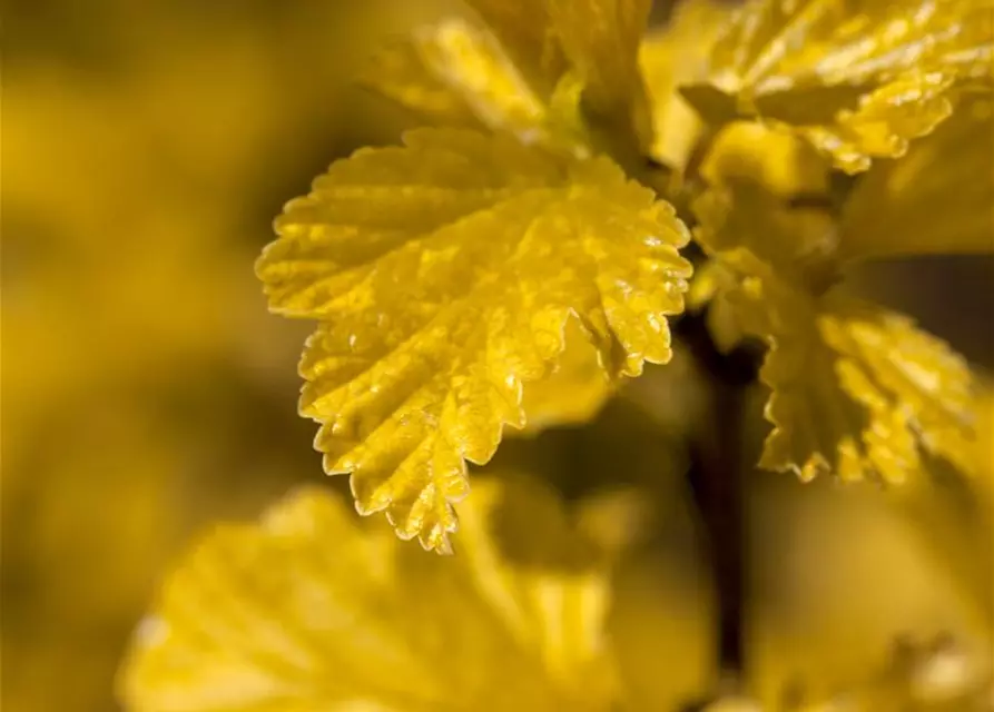 Physocarpus opulifolius 'Dart´s Gold'