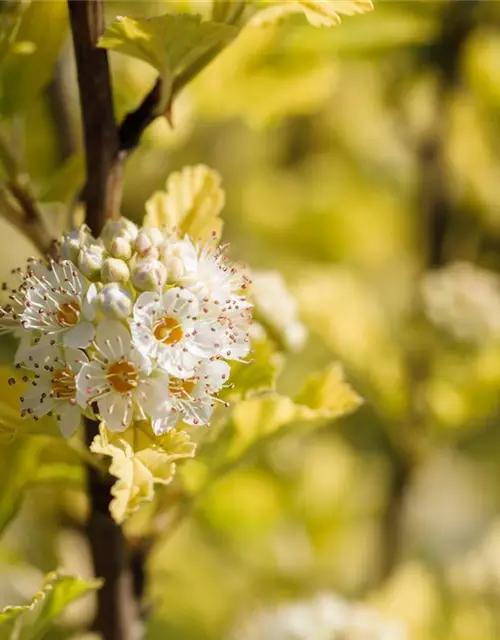 Physocarpus opulifolius 'Dart´s Gold'