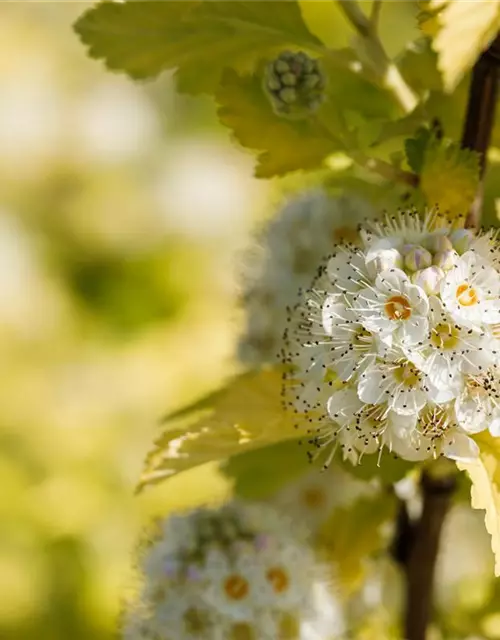 Physocarpus opulifolius 'Dart´s Gold'