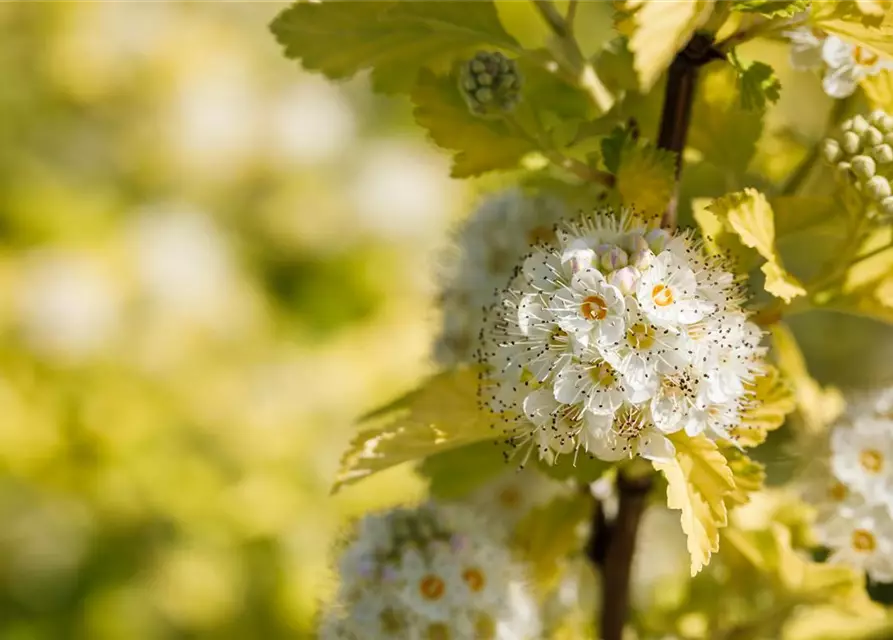 Physocarpus opulifolius 'Dart´s Gold'