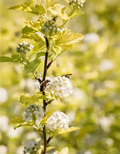 Physocarpus opulifolius 'Dart´s Gold'