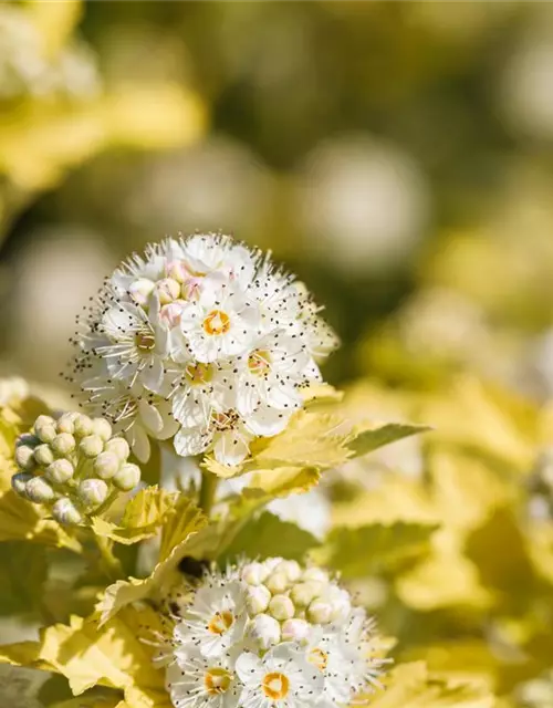 Physocarpus opulifolius 'Dart´s Gold'