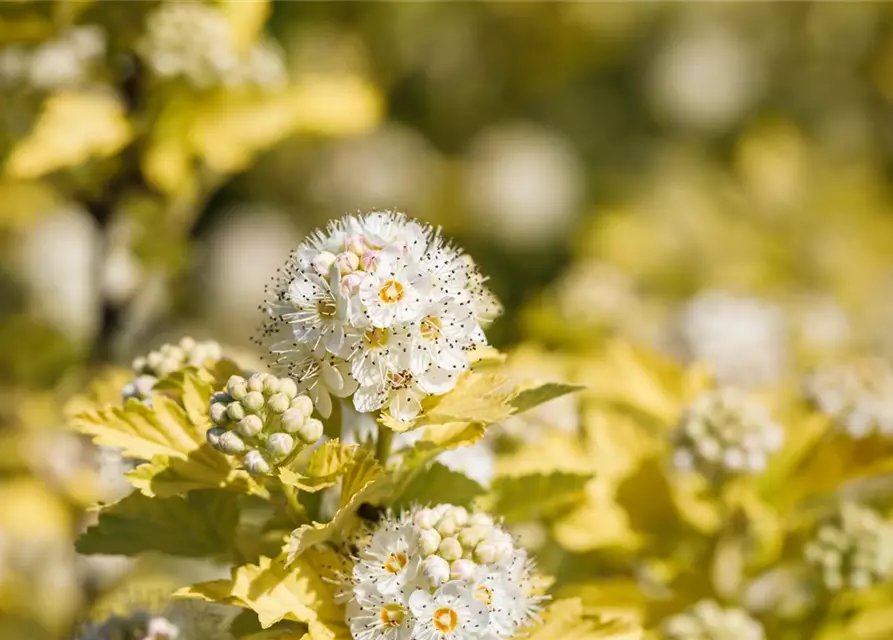 Physocarpus opulifolius 'Dart´s Gold'