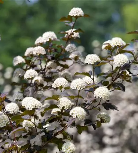 Physocarpus opulifolius 'Diabolo'®