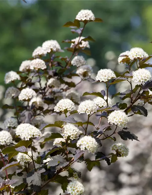 Physocarpus opulifolius 'Diabolo'®