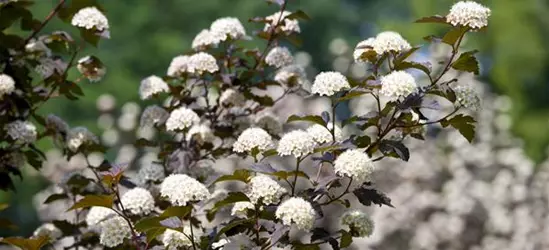 Physocarpus opulifolius 'Diabolo'®