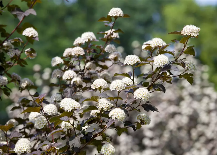 Physocarpus opulifolius 'Diabolo'®