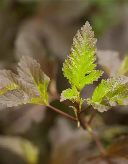 Physocarpus opulifolius 'Diabolo'®