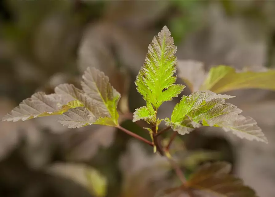 Physocarpus opulifolius 'Diabolo'®