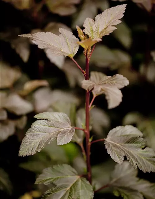 Physocarpus opulifolius 'Diabolo'®