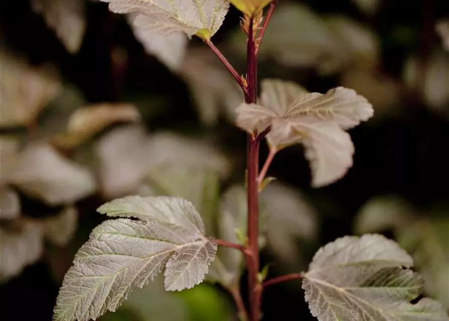 Physocarpus opulifolius 'Diabolo'®