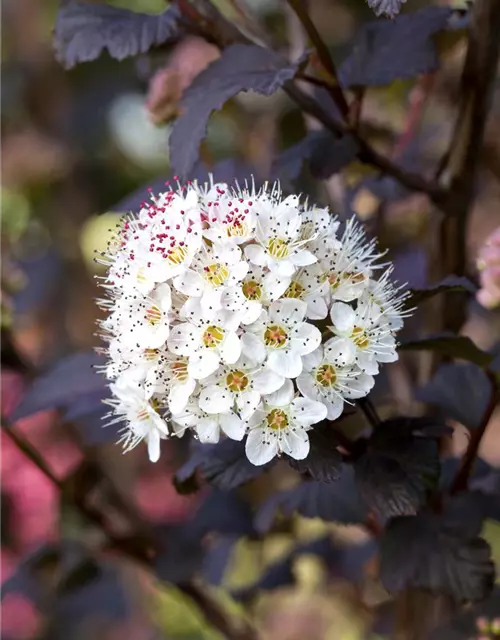 Physocarpus opulifolius 'Diabolo'®