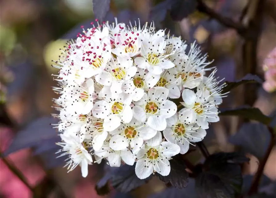 Physocarpus opulifolius 'Diabolo'®